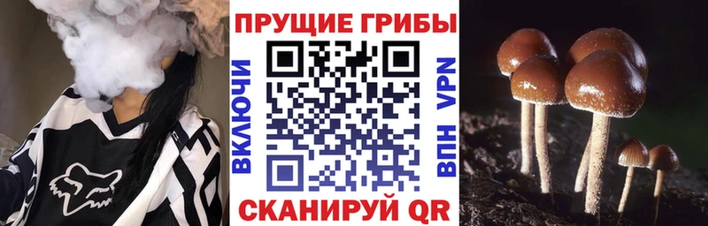 Псилоцибиновые грибы мухоморы  blacksprut зеркало  Павловск  наркота 
